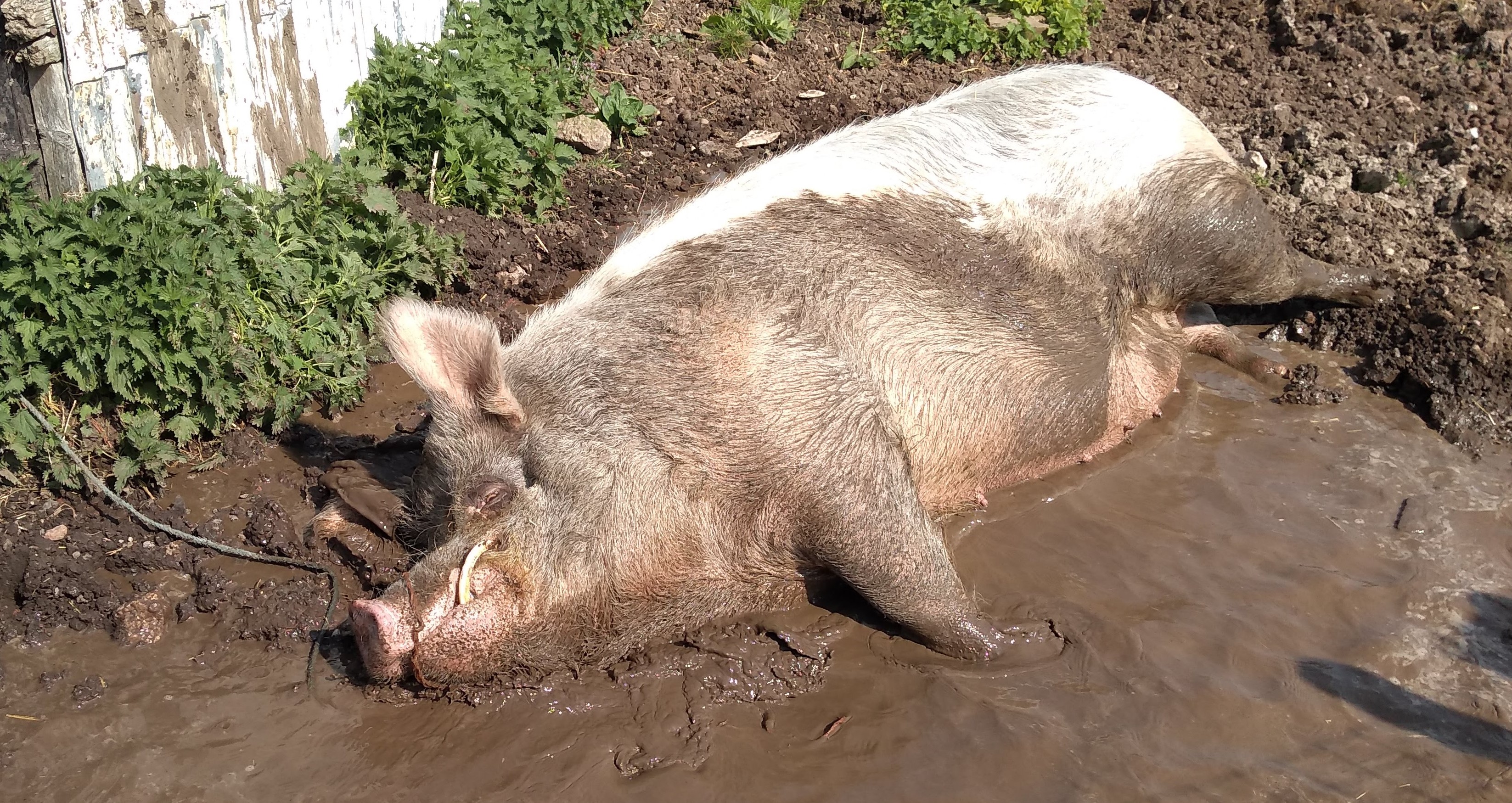 George the pig, wallowing at FARS