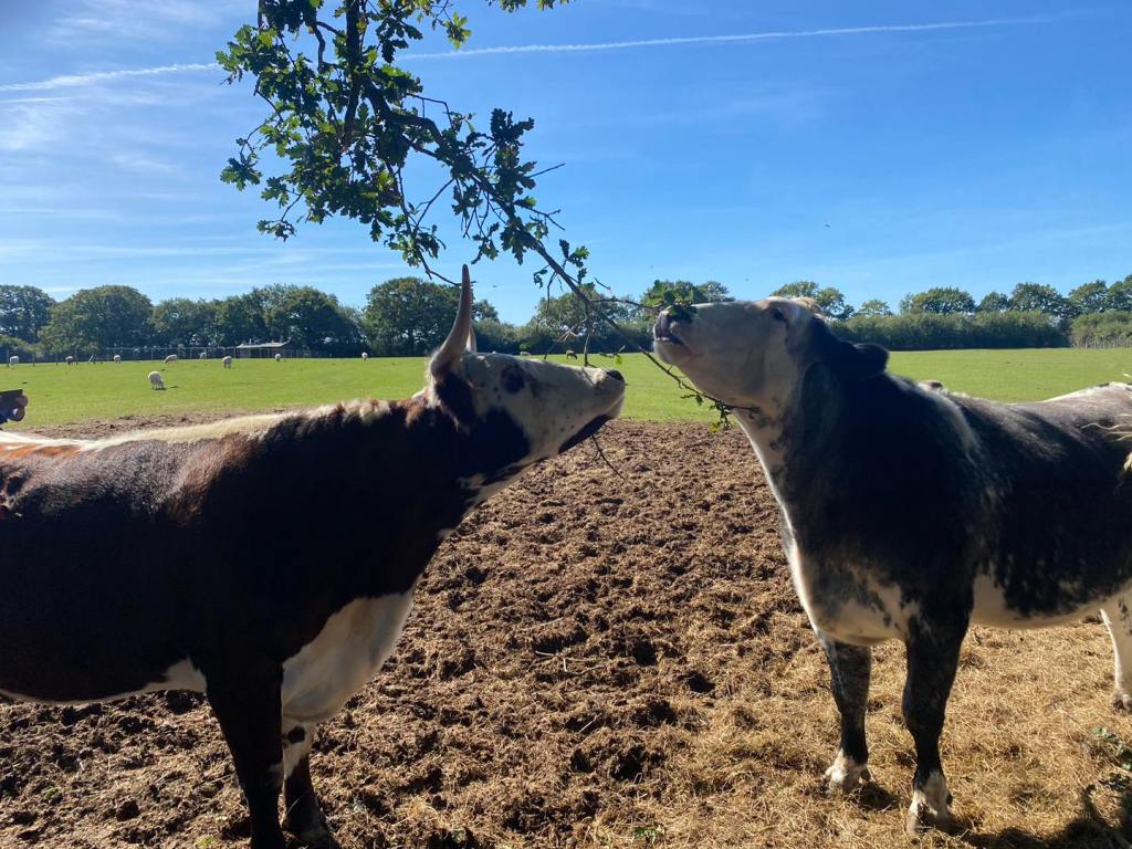 Sorrell and Nero at The Retreat