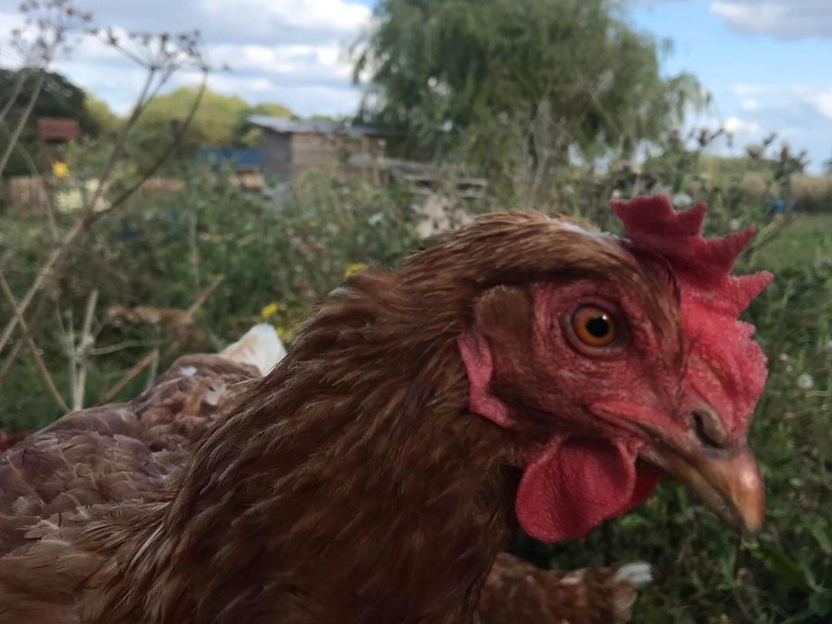 Big list of vegan animal sanctuaries in the&nbsp;UK