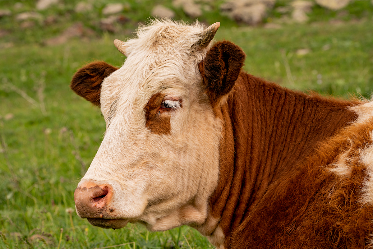 A dairy calf in Turkiye