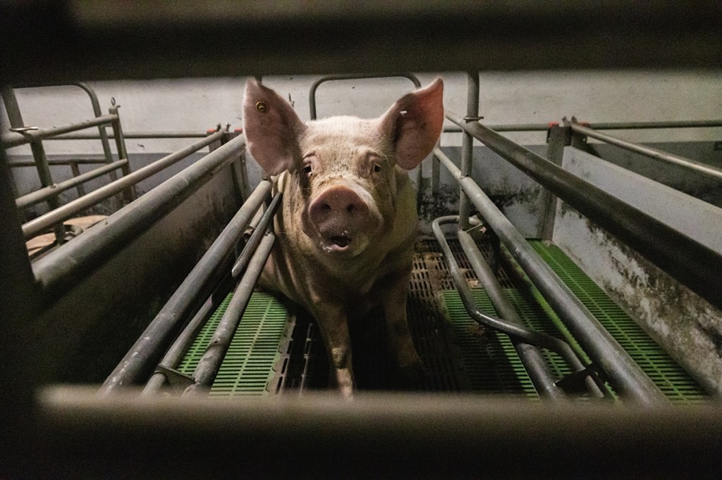 A pig in a farrowing crate in Italy