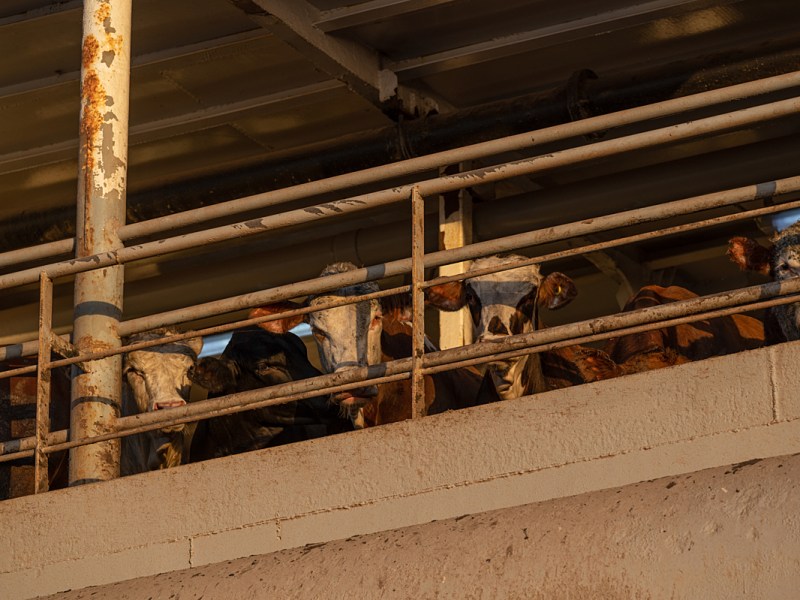 UK bans the live export of some animals for some&nbsp;purposes