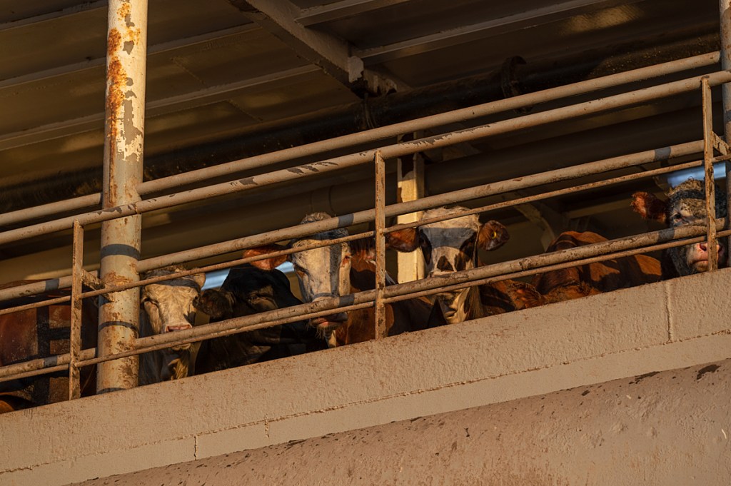 UK bans the live export of some animals for some&nbsp;purposes