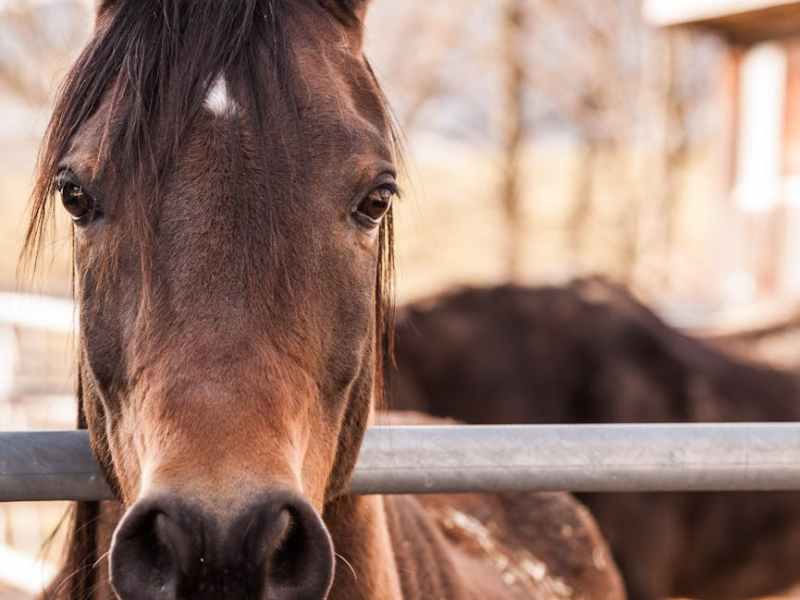 “I only bet on the horses”: The UK’s bigger betting&nbsp;scandal