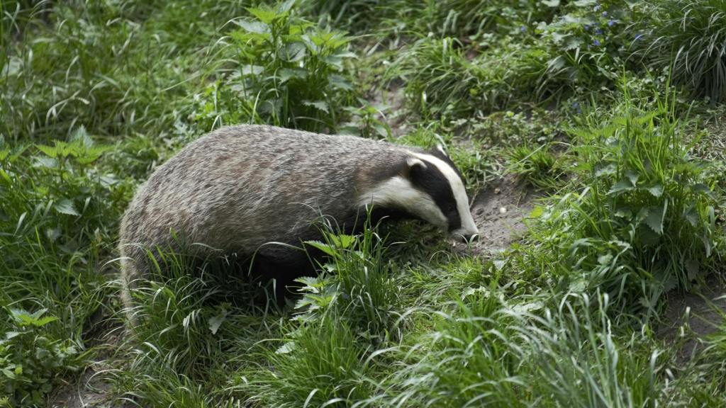 A badger