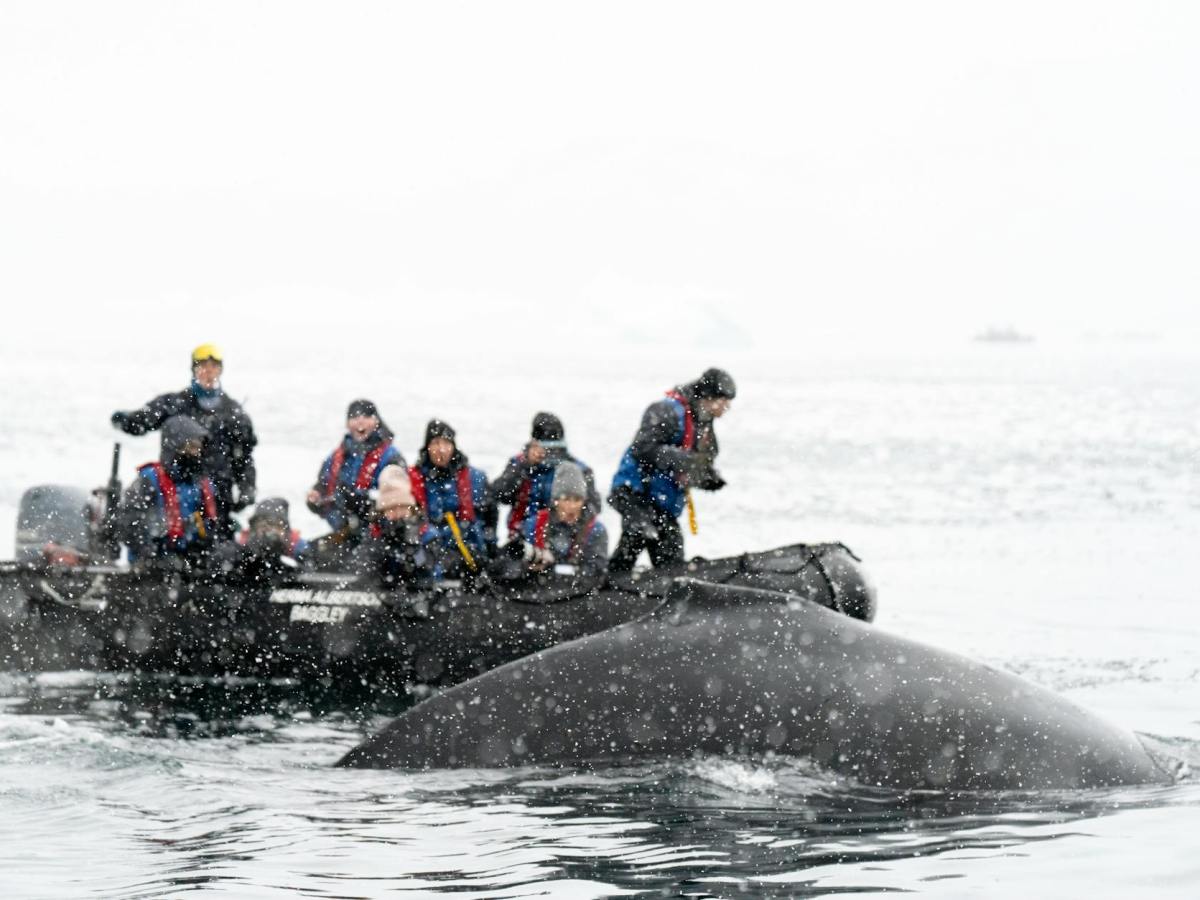 Iceland to allow more than 100 whales to be hunted in&nbsp;2024