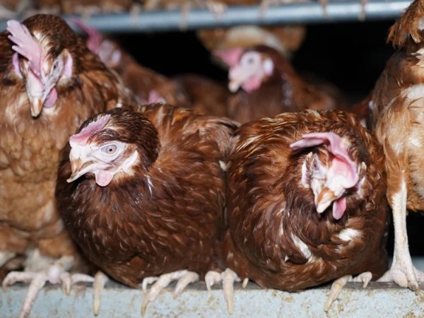 Tory MP took £10,000 from egg farm under investigation for cruelty to&nbsp;hens