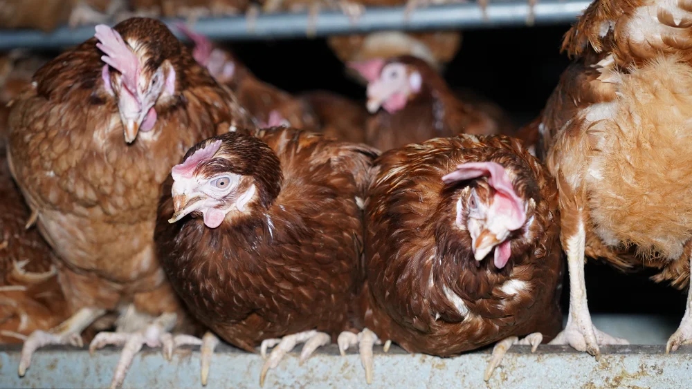 Tory MP took £10,000 from egg farm under investigation for cruelty to&nbsp;hens
