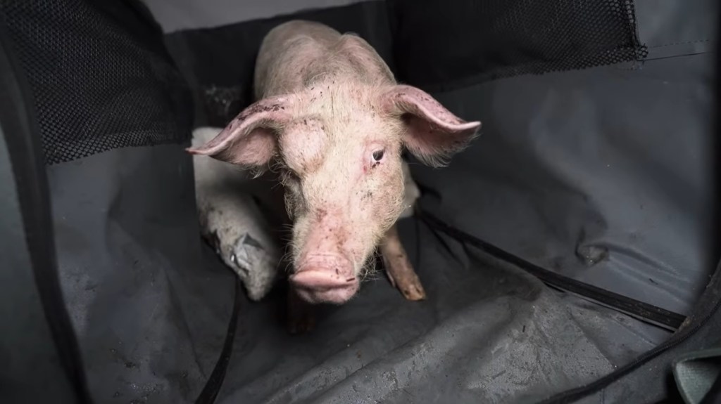 Charlie the pig, rescued from an RSPCA Assured farm