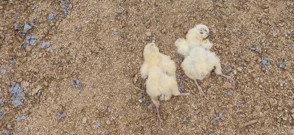 Dead chicks at a farm in Devon