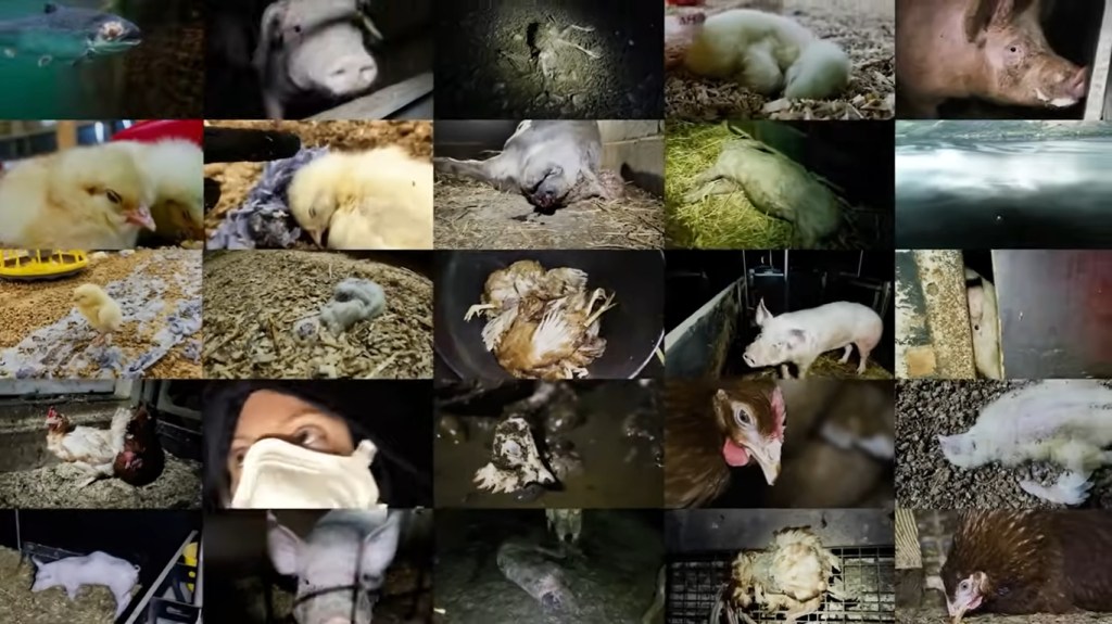 Still from video by Animal Rising exposing cruelty on RSPCA farms