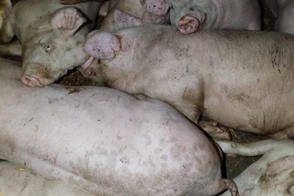 Pigs at an RSPCA Assured farm