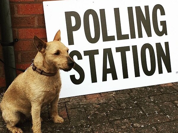 How to vote for animals at the UK General&nbsp;Election