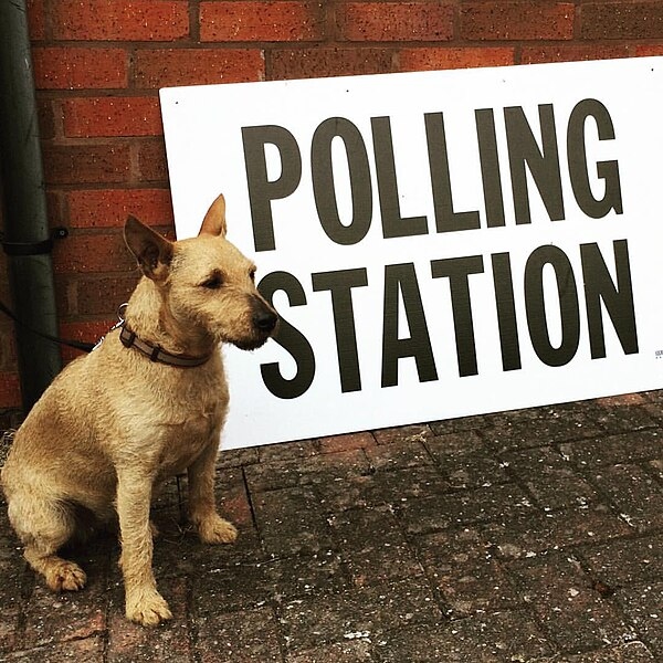 How to vote for animals at the UK General&nbsp;Election