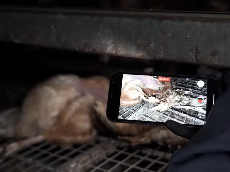 “Industrial scale” suffering at RSPCA Assured&nbsp;farms