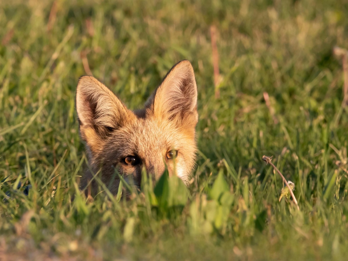 Should hunters be protected by the Equality&nbsp;Act?