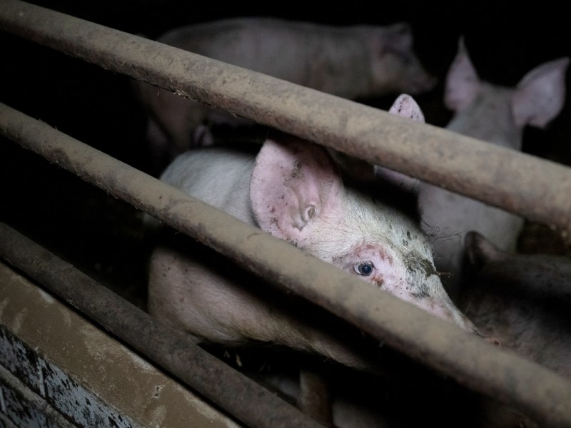 The RSPCA has a simple choice: promote meat or protect&nbsp;animals