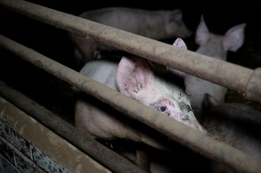 The RSPCA has a simple choice: promote meat or protect&nbsp;animals