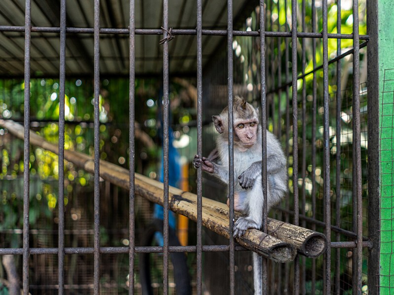 Holiday hell for humans and&nbsp;animals