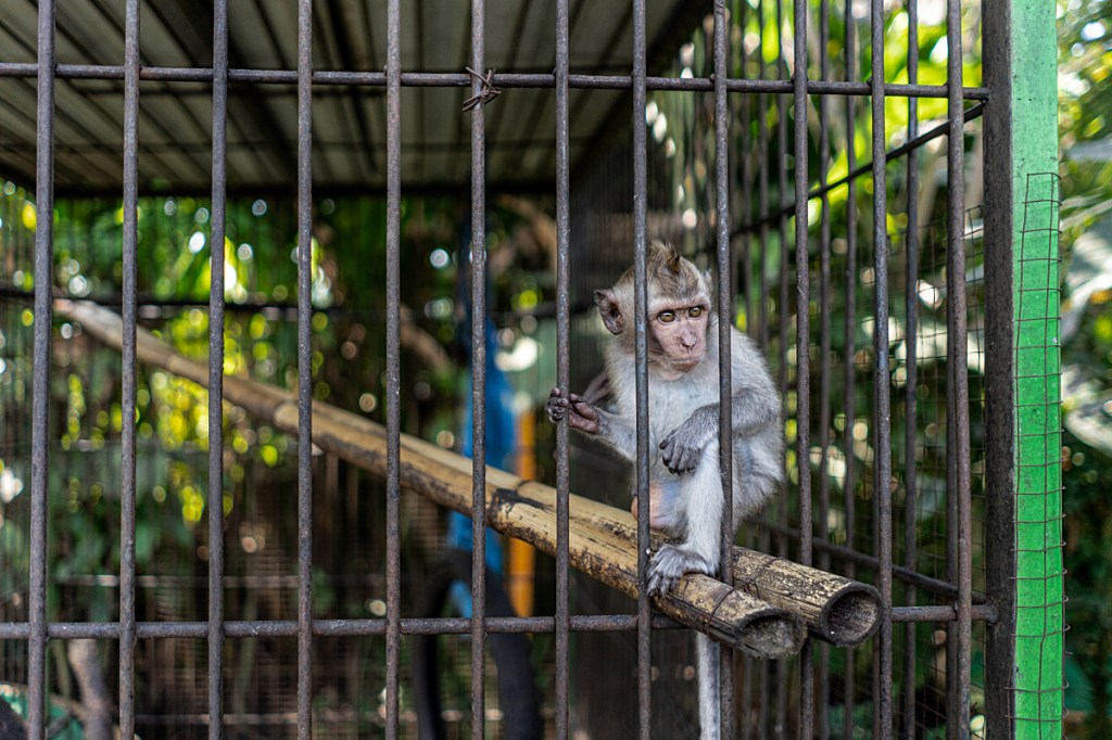 Holiday hell for humans and&nbsp;animals