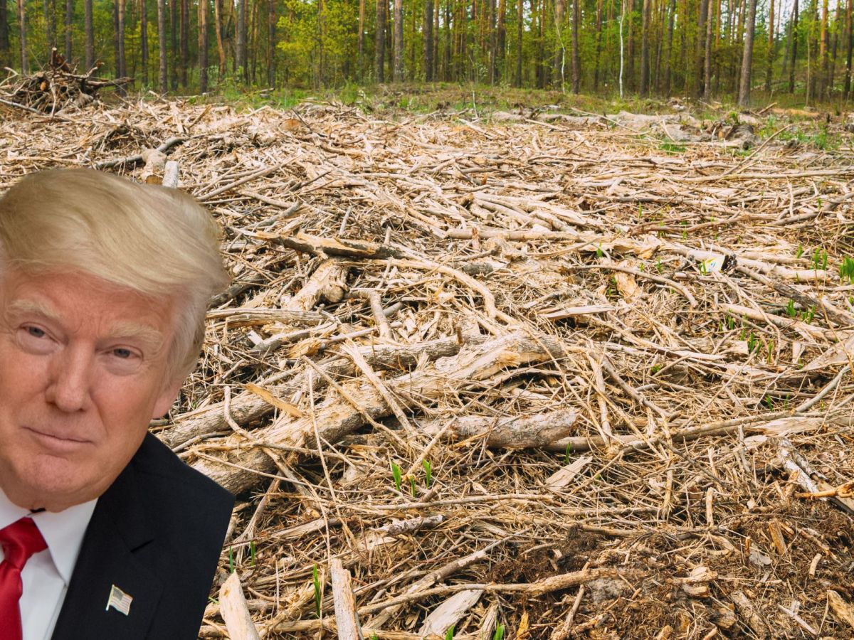 Deforestation and The Donald: a barren landscape for&nbsp;truth