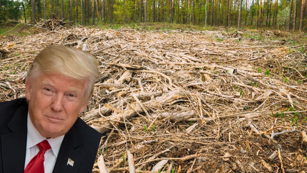 Deforestation and The Donald: a barren landscape for&nbsp;truth