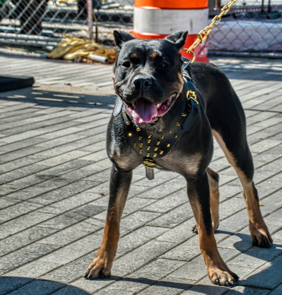 Animal welfare of domesticated animals