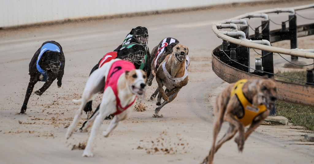 Wales to phase out greyhound racing: what happens&nbsp;next?