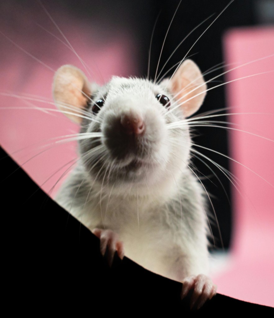 A mouse in a laboratory, about to subject to the forced swim test