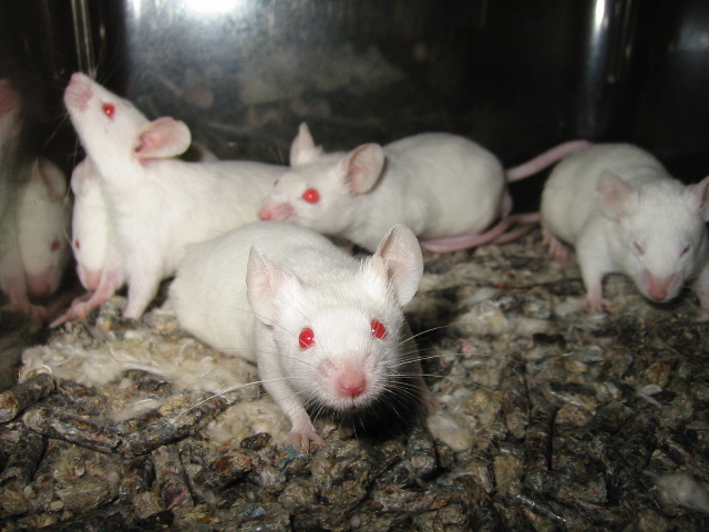 Mice trapped in a laboratory for animal experiments