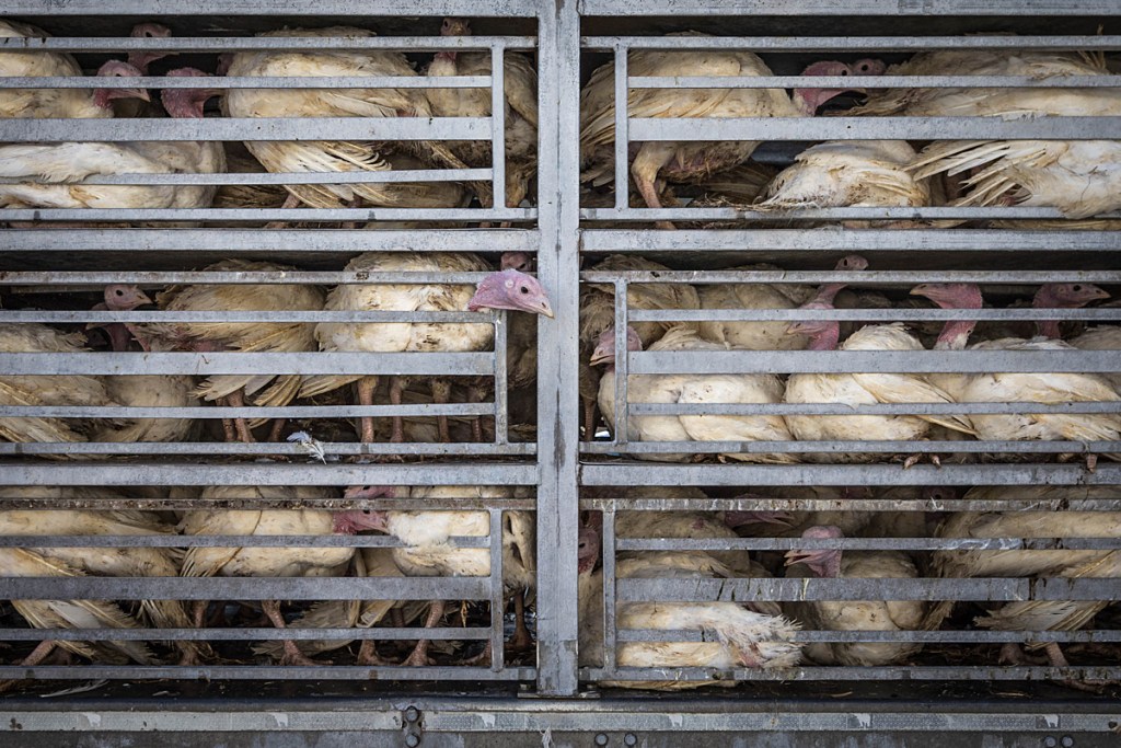 A turkey looks out through the bars of a transport truck tightly packed with birds in Poland