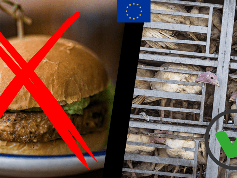 Forget vegan ‘steak’ bans — the EU needs to solve its animal transport&nbsp;problem